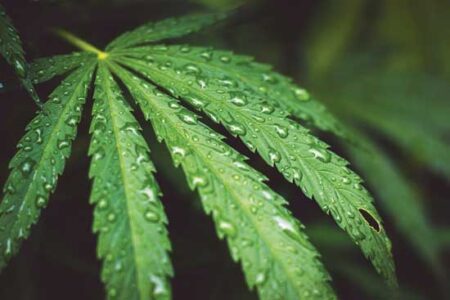 The Big Business of Hemp Image